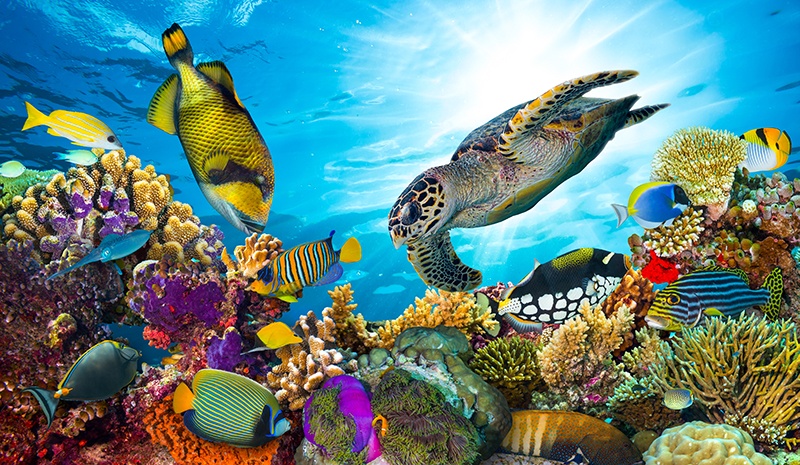 Reef