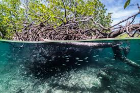 Mangroves