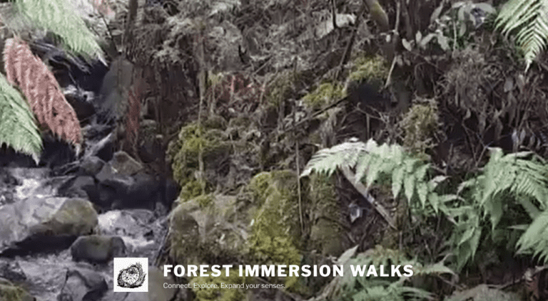 Forest Immersion Walks