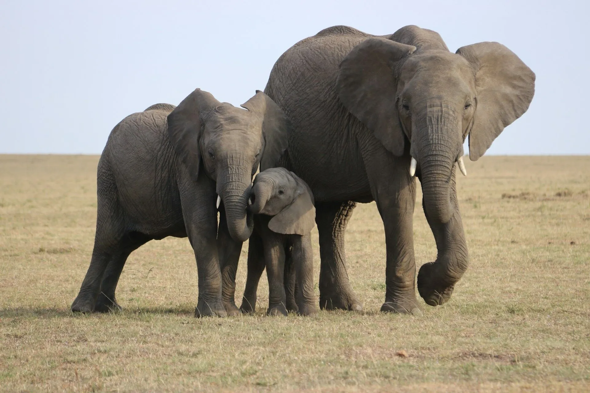 two elephants with their child in a field