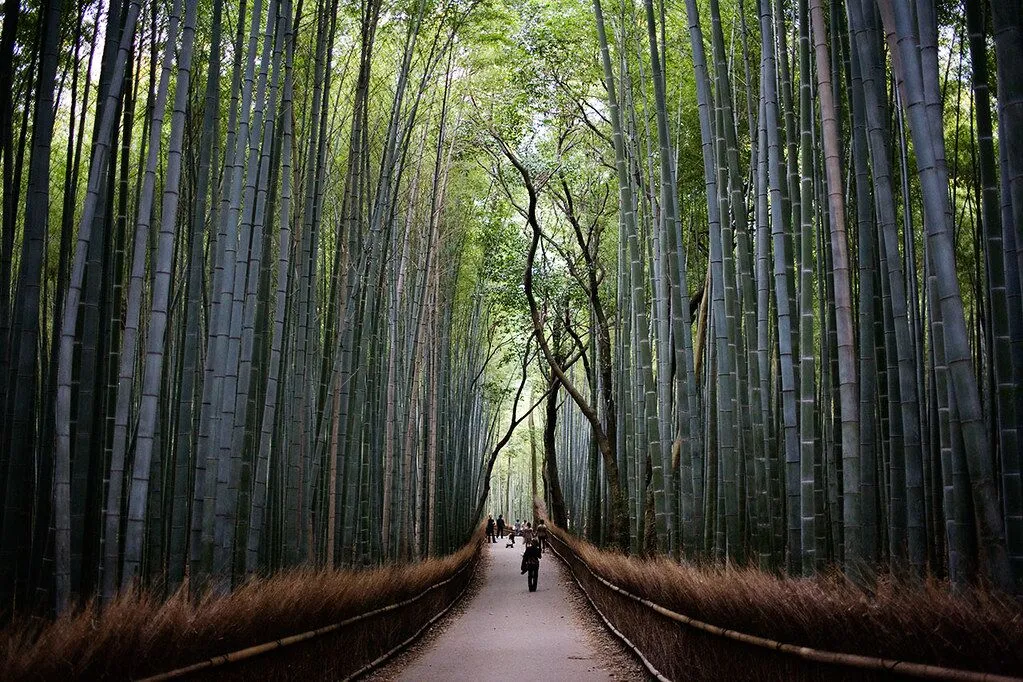 path of bamboo