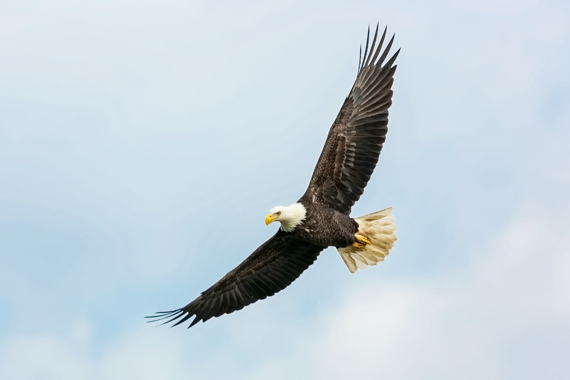 Eagle soaring