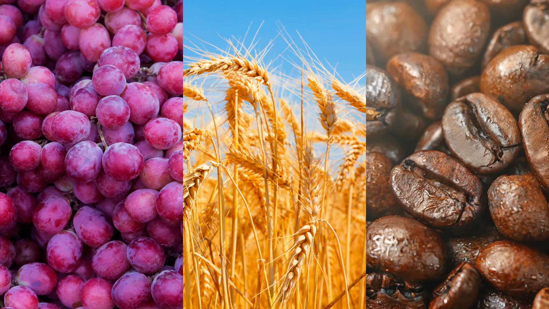 Picture of grapes, wheat, and coffee beans
