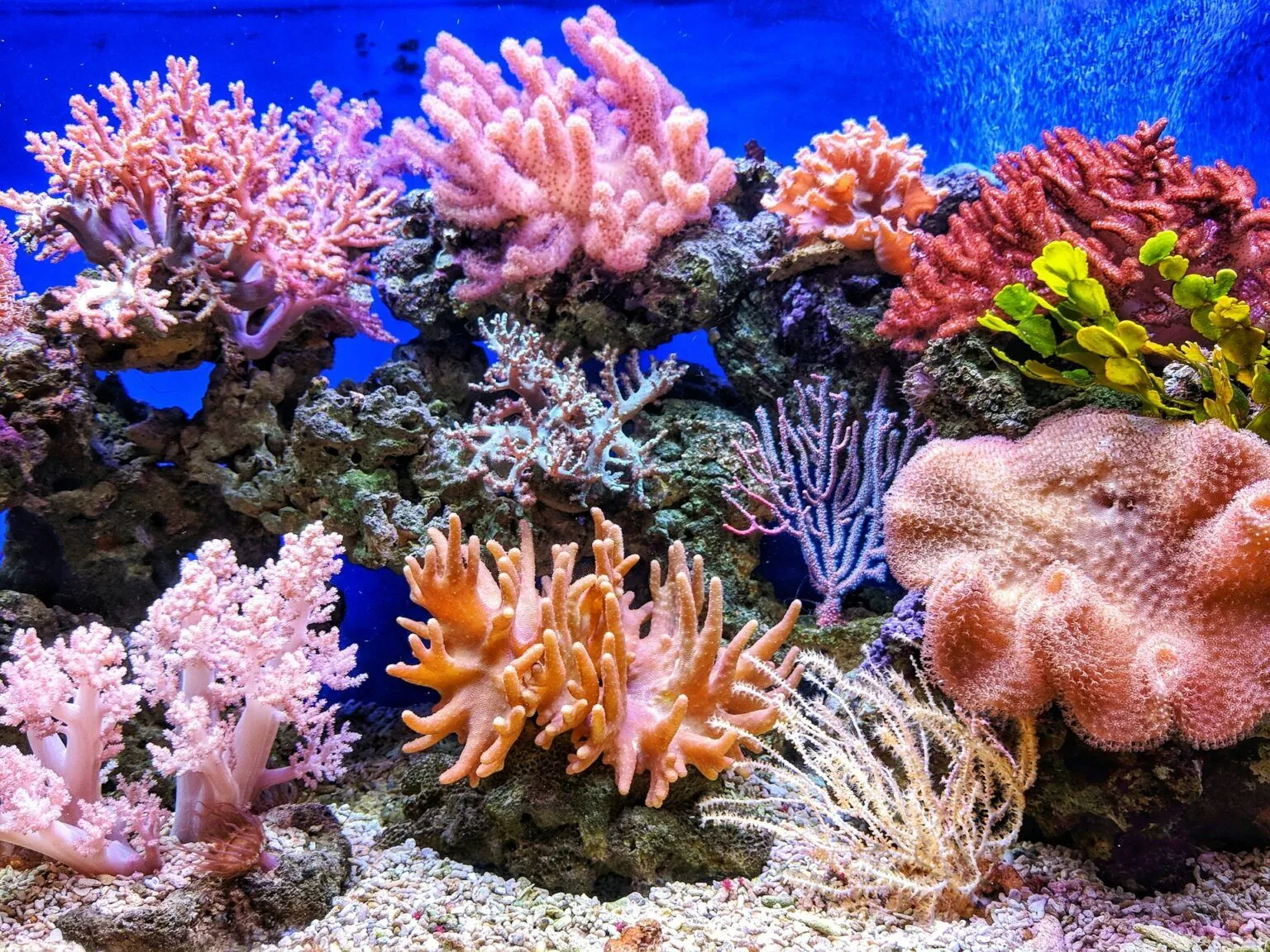 Picture of a coral reef