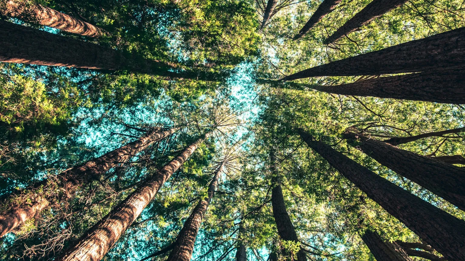 skyward view of a tree canopy