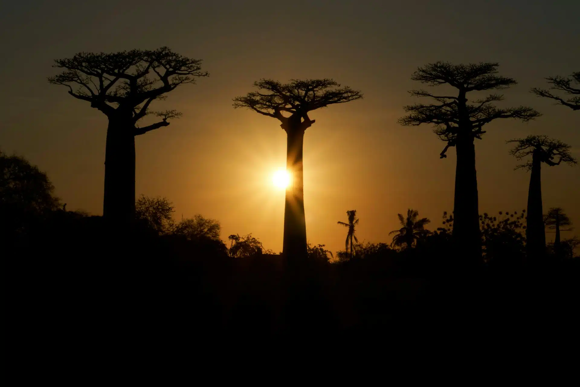 Trees at sunset