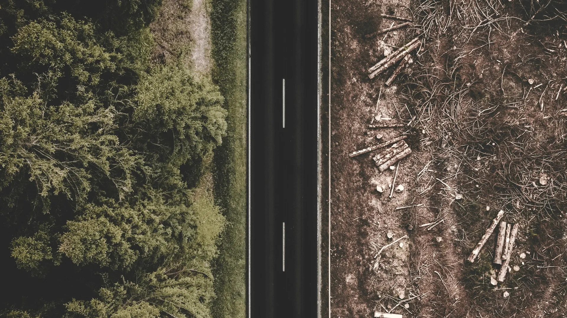 Road with green forest on one side with
clear-cut dirt on the other