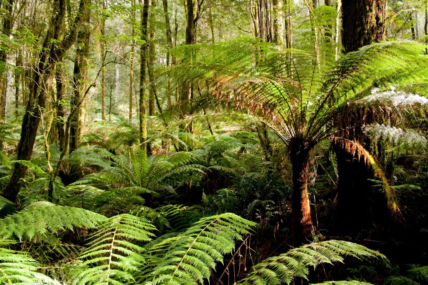 tropical forest