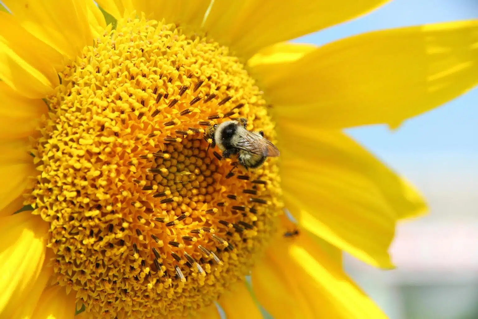 Picture of a bee on a sunflower