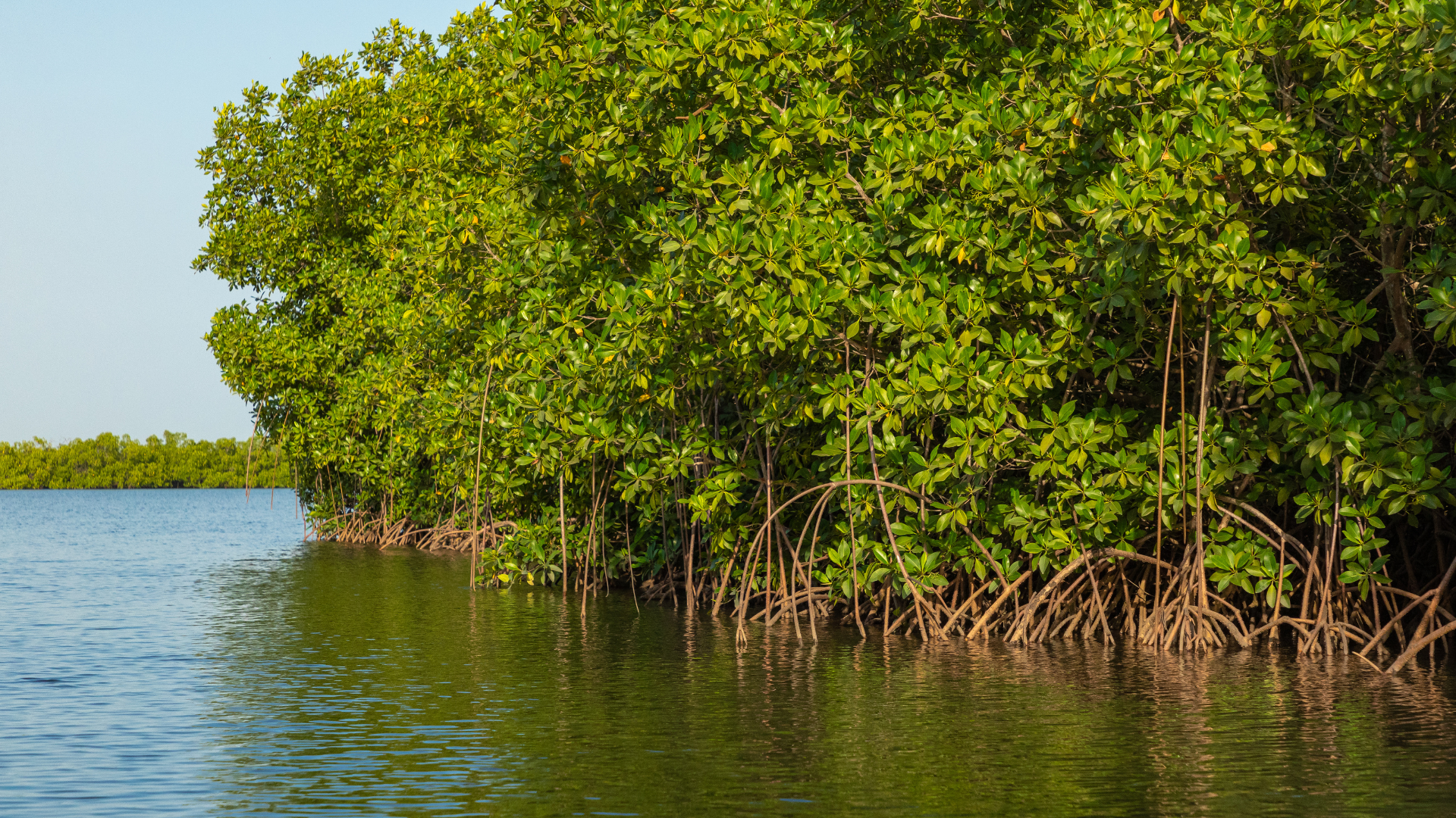 Mangroves