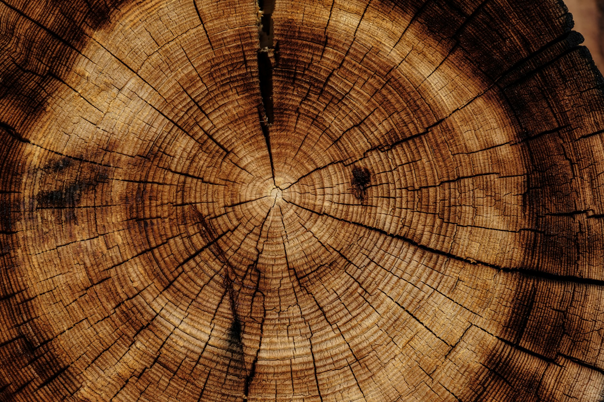 Tree rings