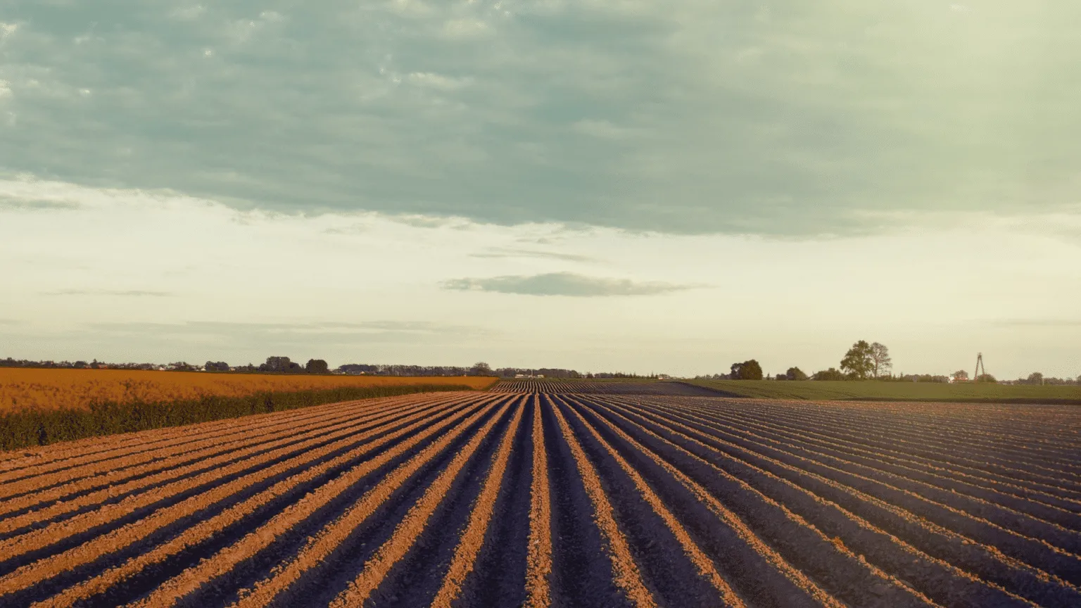 Rows of one plant in a field of a monoculture
farm