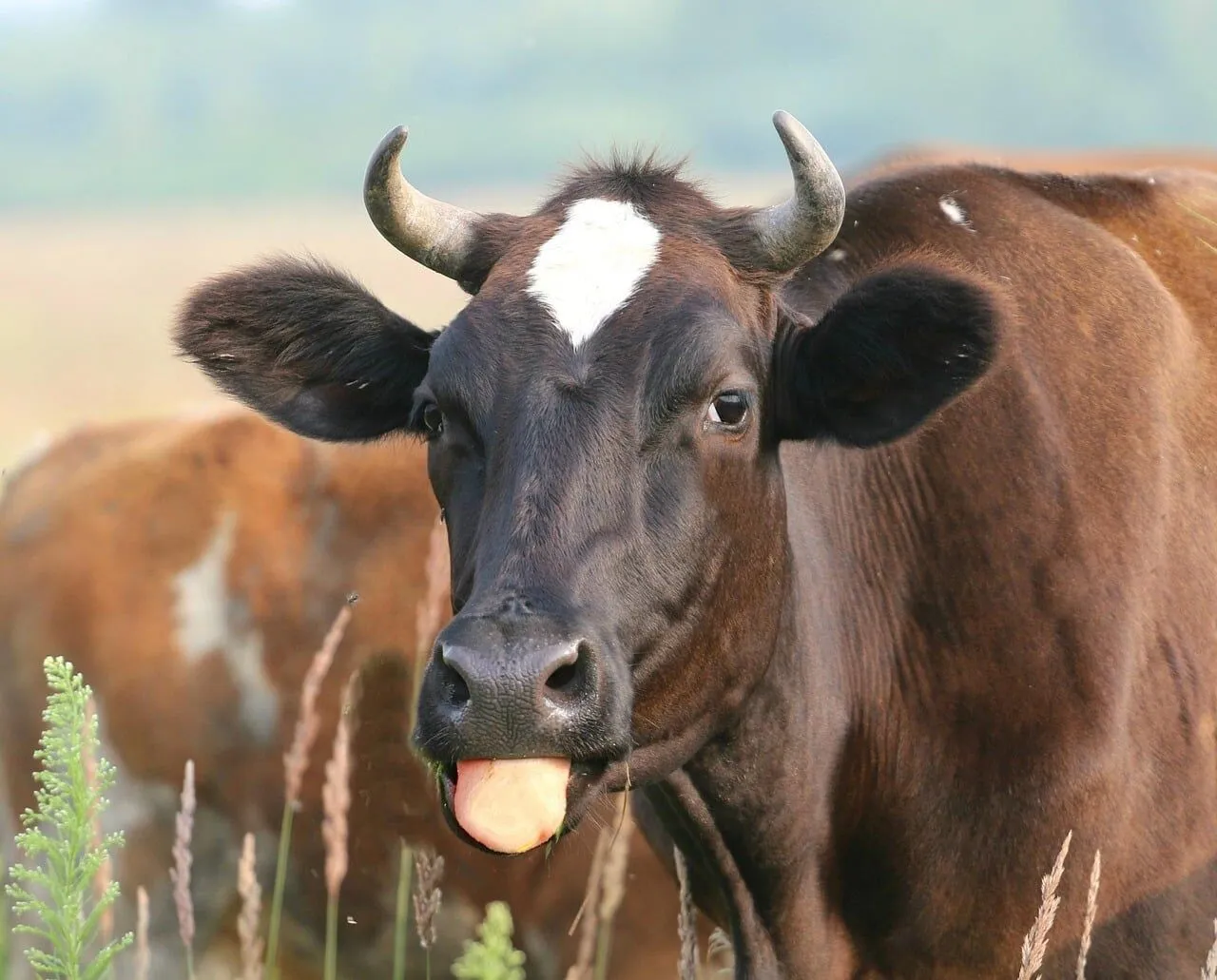 Cow sticking out tounge