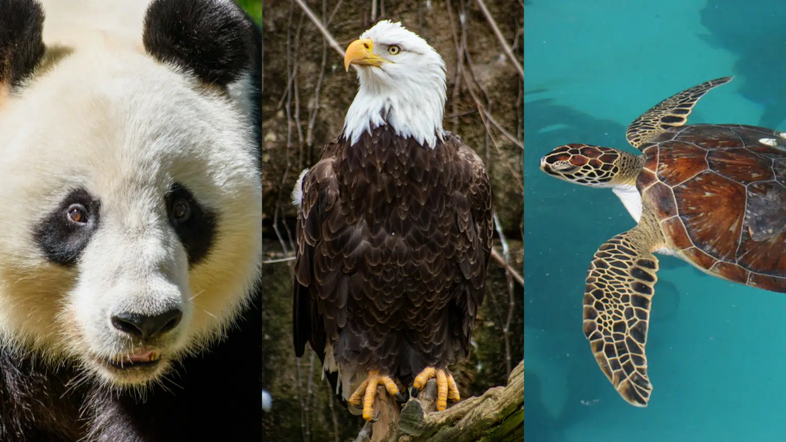 Three panel picture of a panda, bald eagle,
and sea turtle