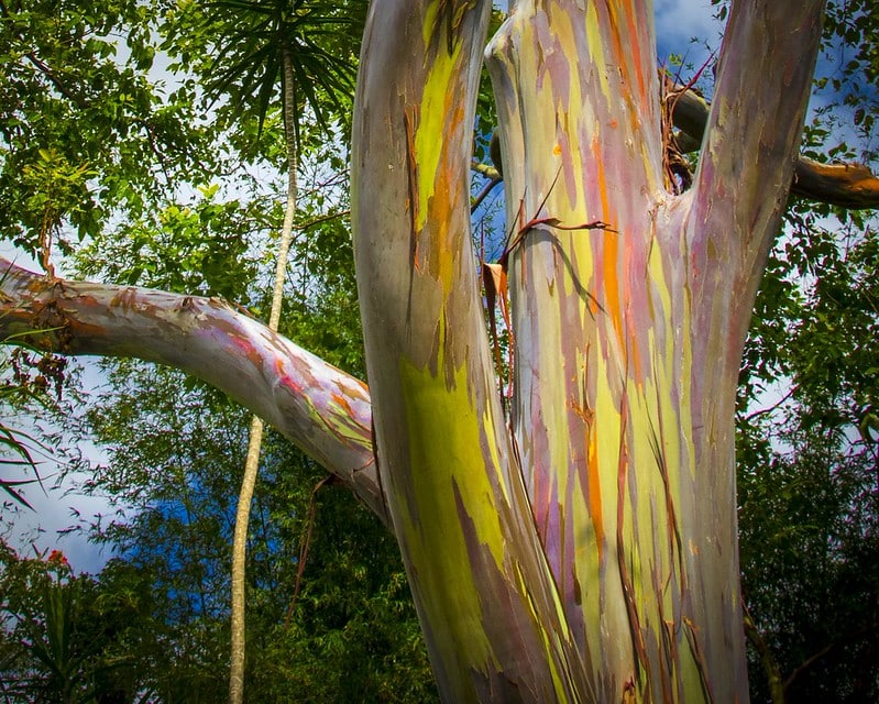 Rainbow tree