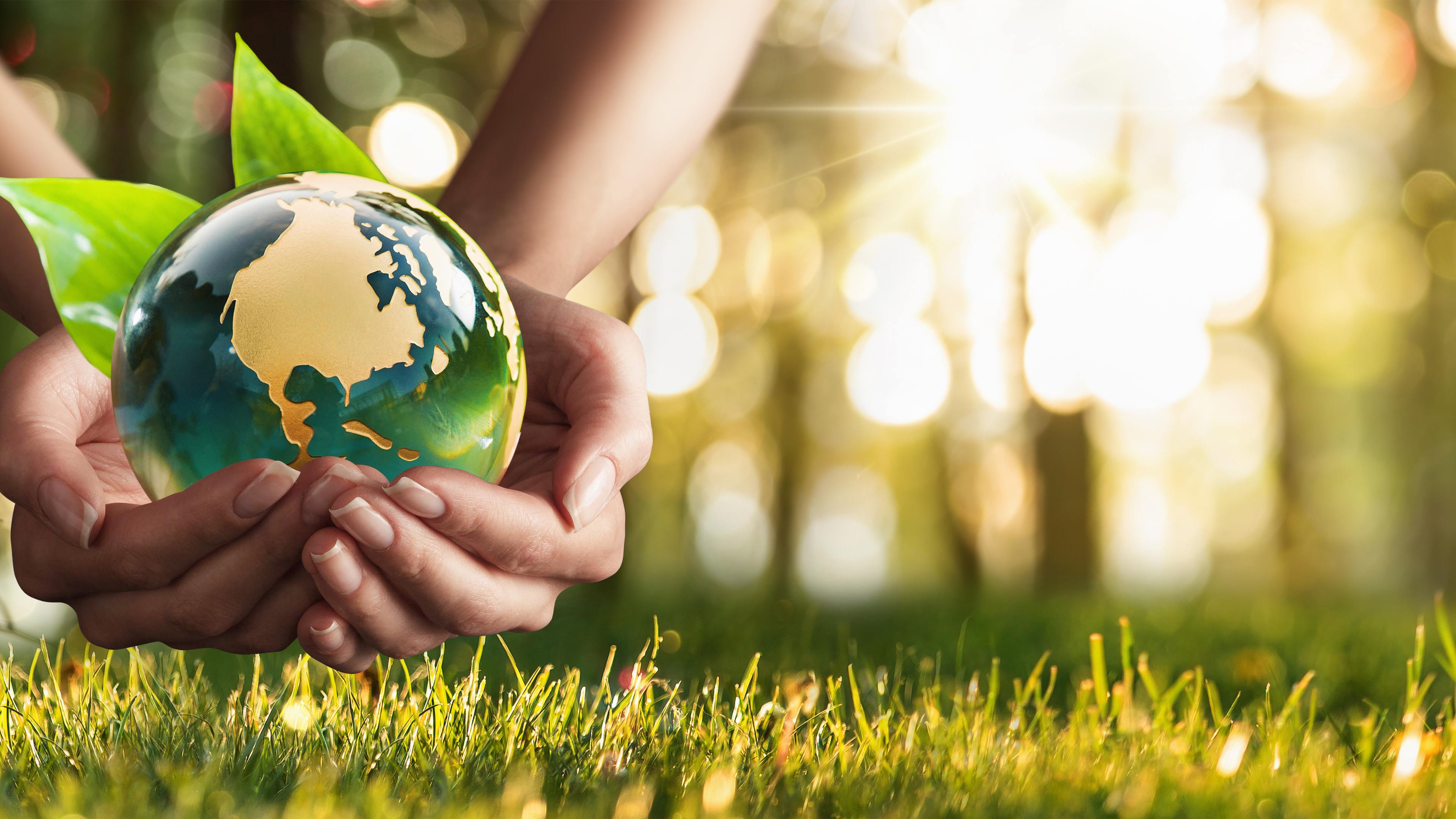 Grassroots Groundswell Ecology Ottawa