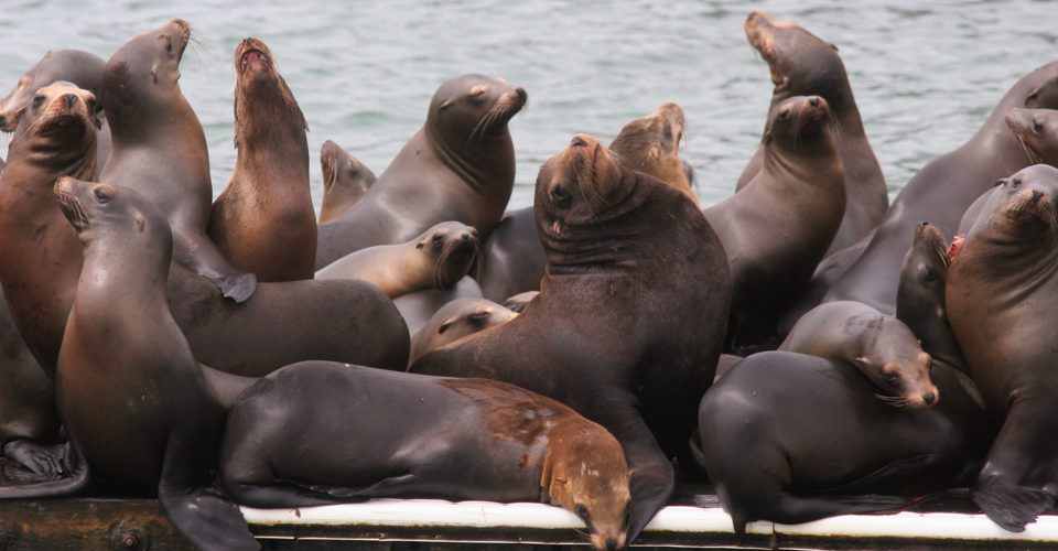 Aware-slider-SeaLions-960x500.png