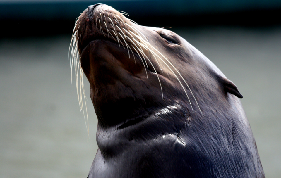 Aware-slider-SeaLion-SuzanneRudder-960x609.png
