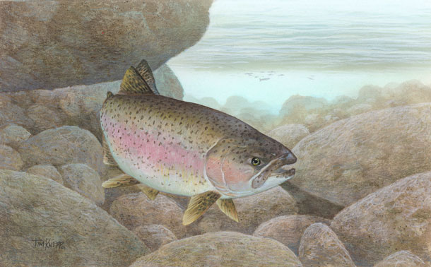 Steelhead-FWS.jpg