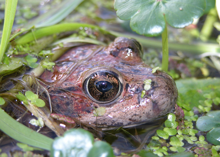 California_red-legged_frog_in_pond-USGS.png