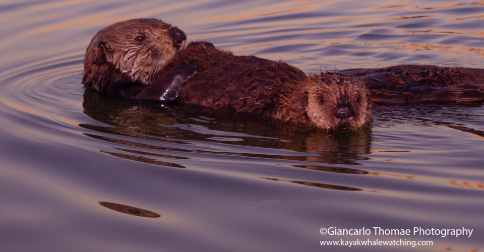 Aware-slider-Otter_Pup-GiancarloThomae-960x500.png