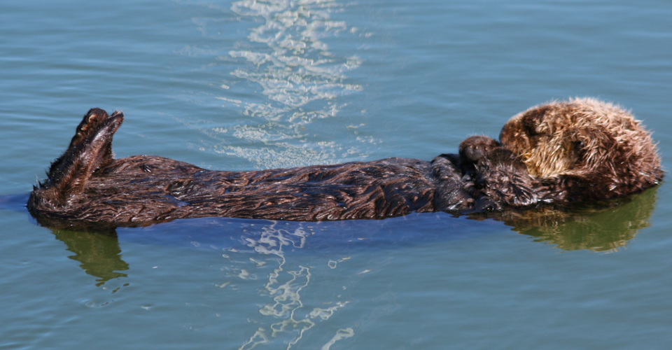 Aware-slider-SeaOtterChillin-960x500.png