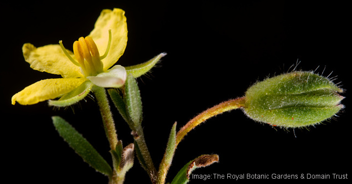Hibbertia fumana flower