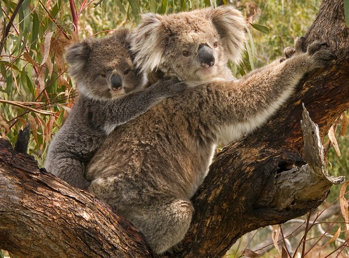 Koala_and_joeyWikimedia_free_to_use_or_modify_noncommercial.jpg