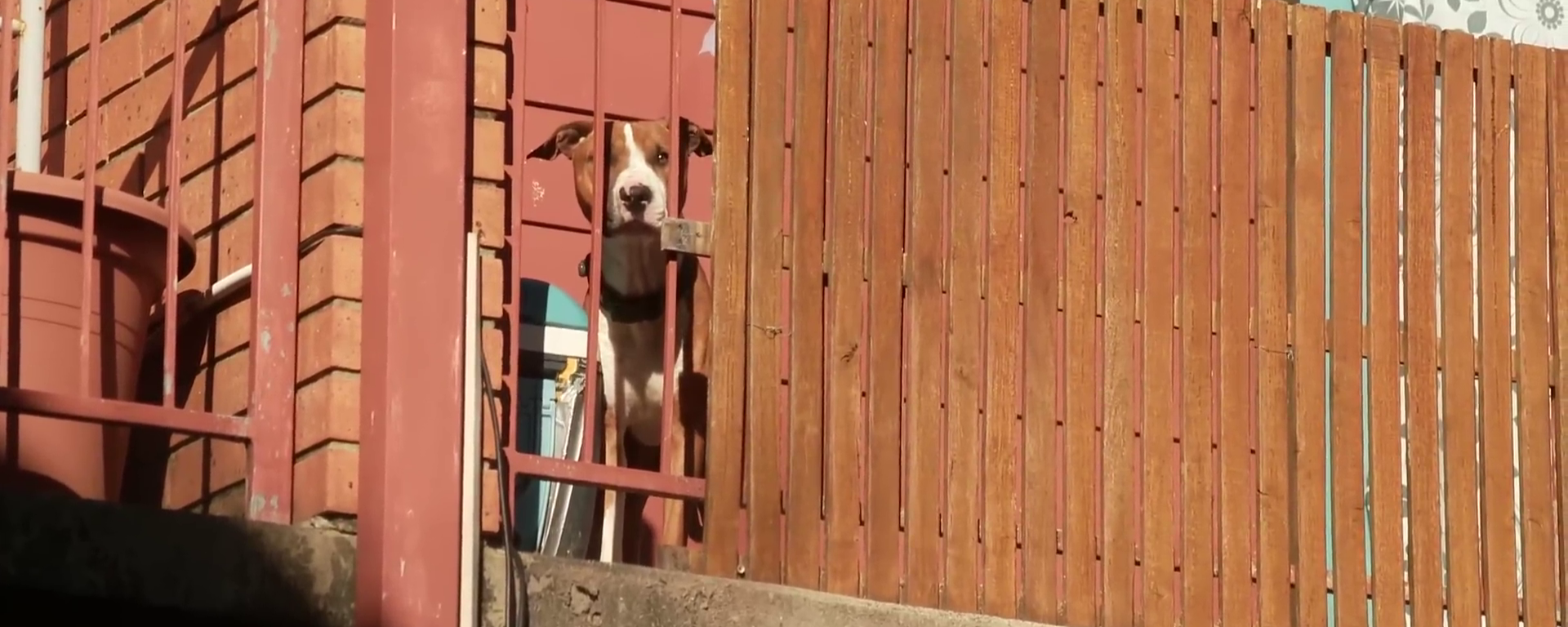Dog Left on Balcony