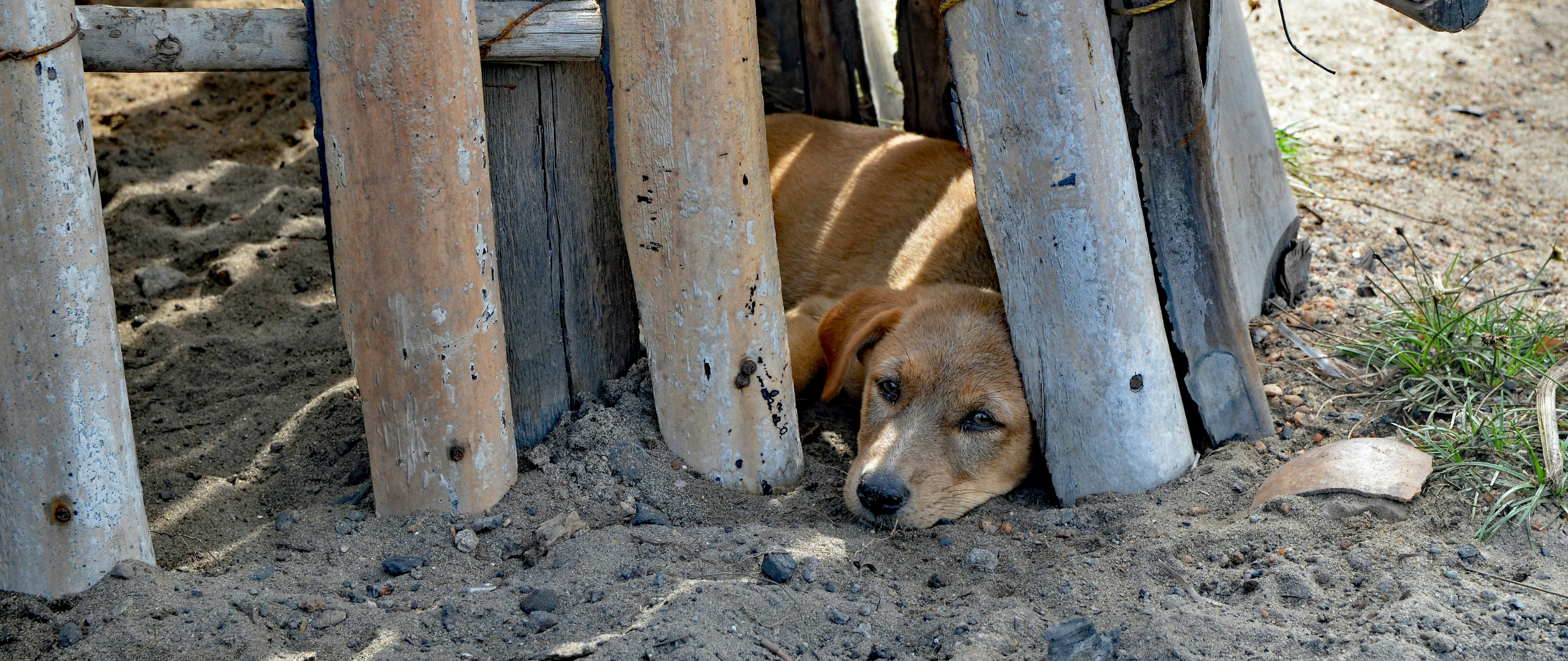 Sad dog