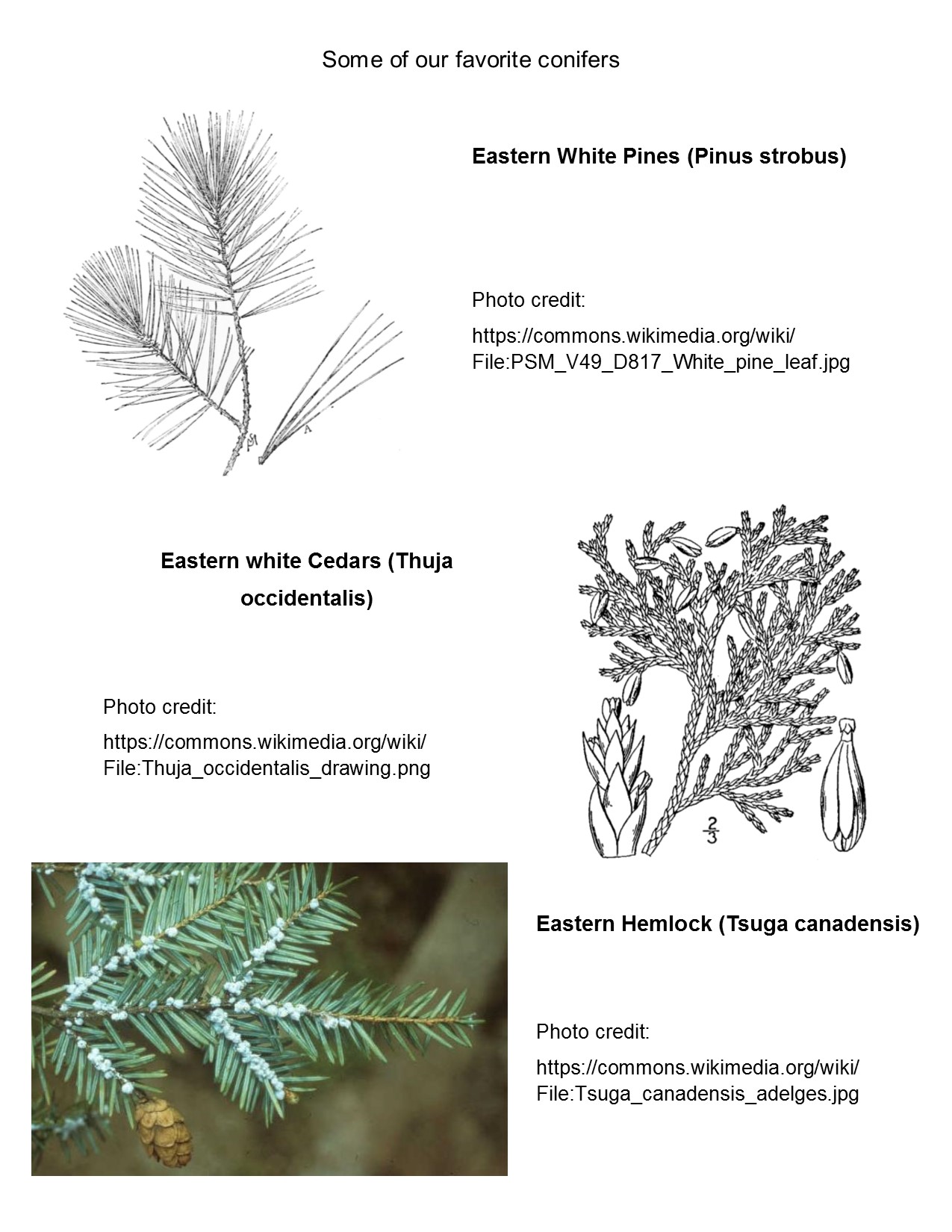 Conifers.jpg
