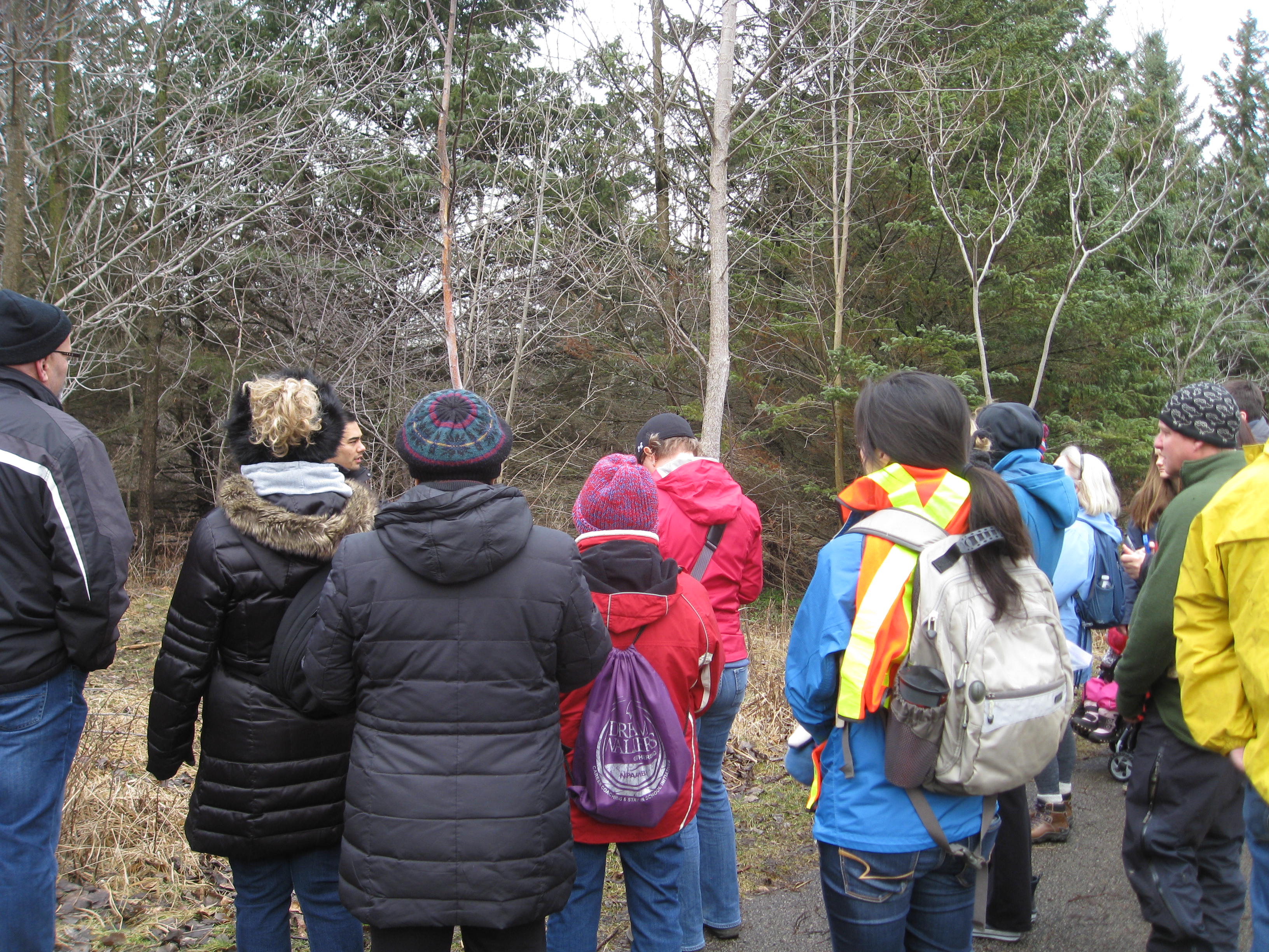 Tree_Hike.JPG