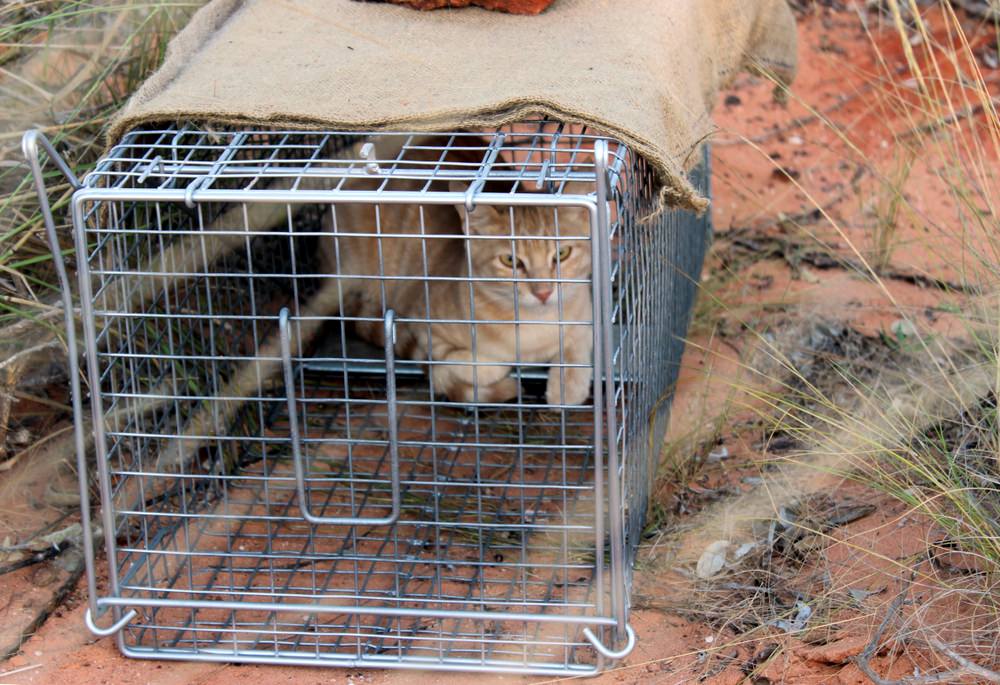 Managing Feral Cats Environs Kimberley