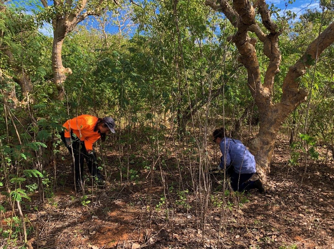 Volunteers Kirrily Preist and Courtney Brown using the cut and paint method with Vigilant II Gel Herbicide