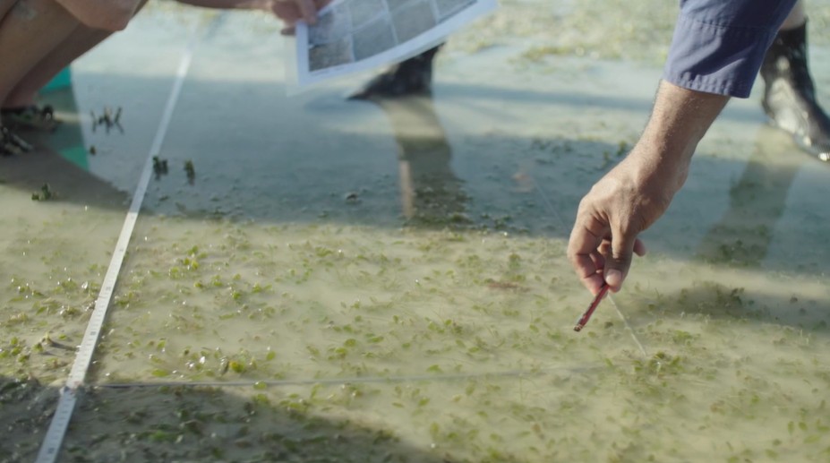 Seagrass monitoring