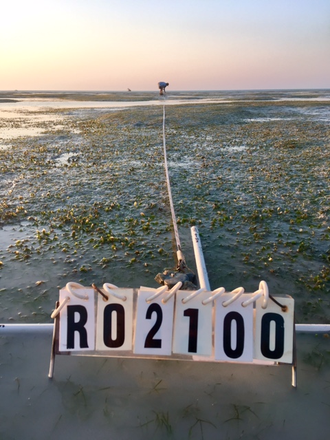 Seagrass transect