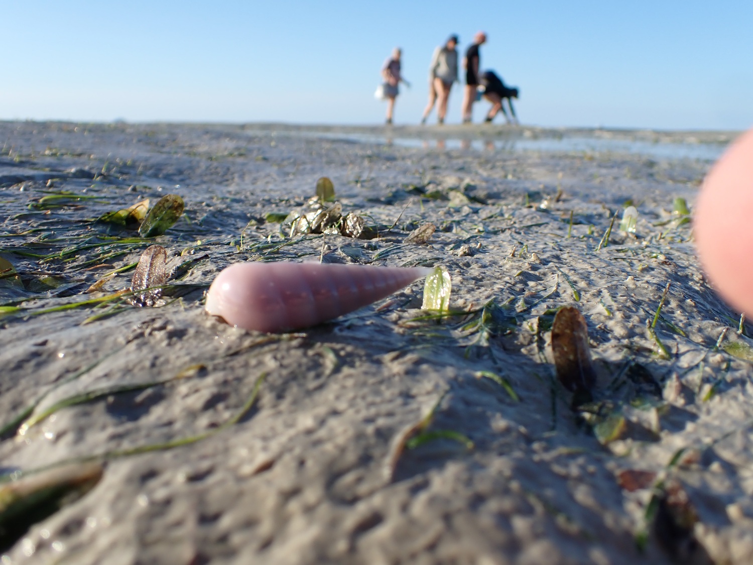The more you look the more you see during seagrass monitoring