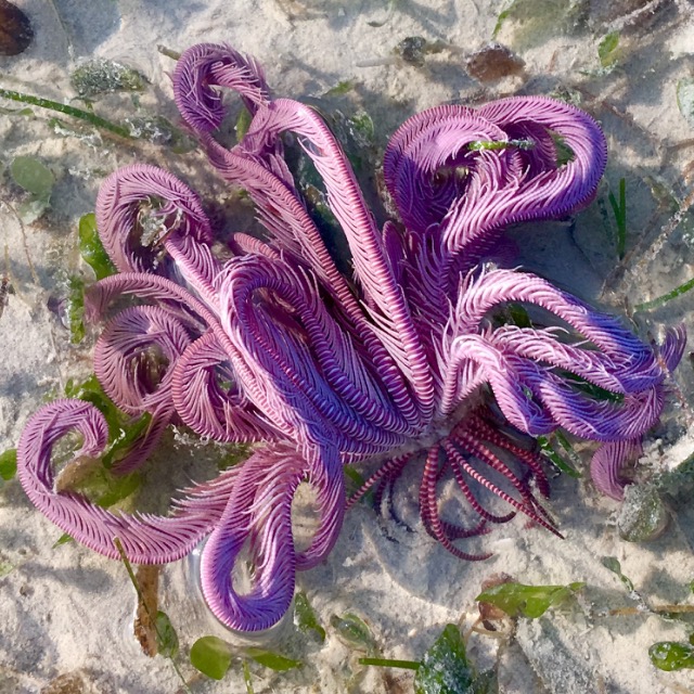 Featherstar