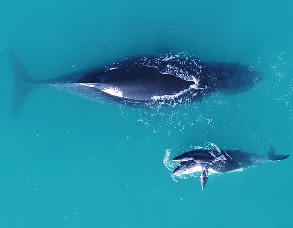 Humpback whale calf with its mother