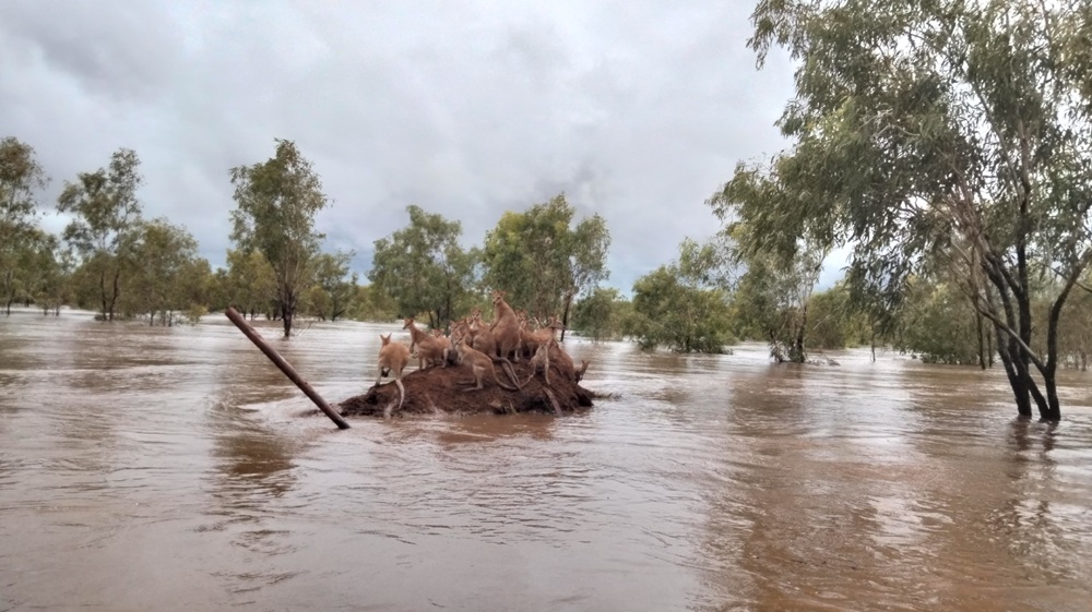 Wallabies in the great Kimberley flood of 2023. Photo by Andrea Myers Wallabies in the great Kimberley flood of 2023. Photo by Andrea Myers