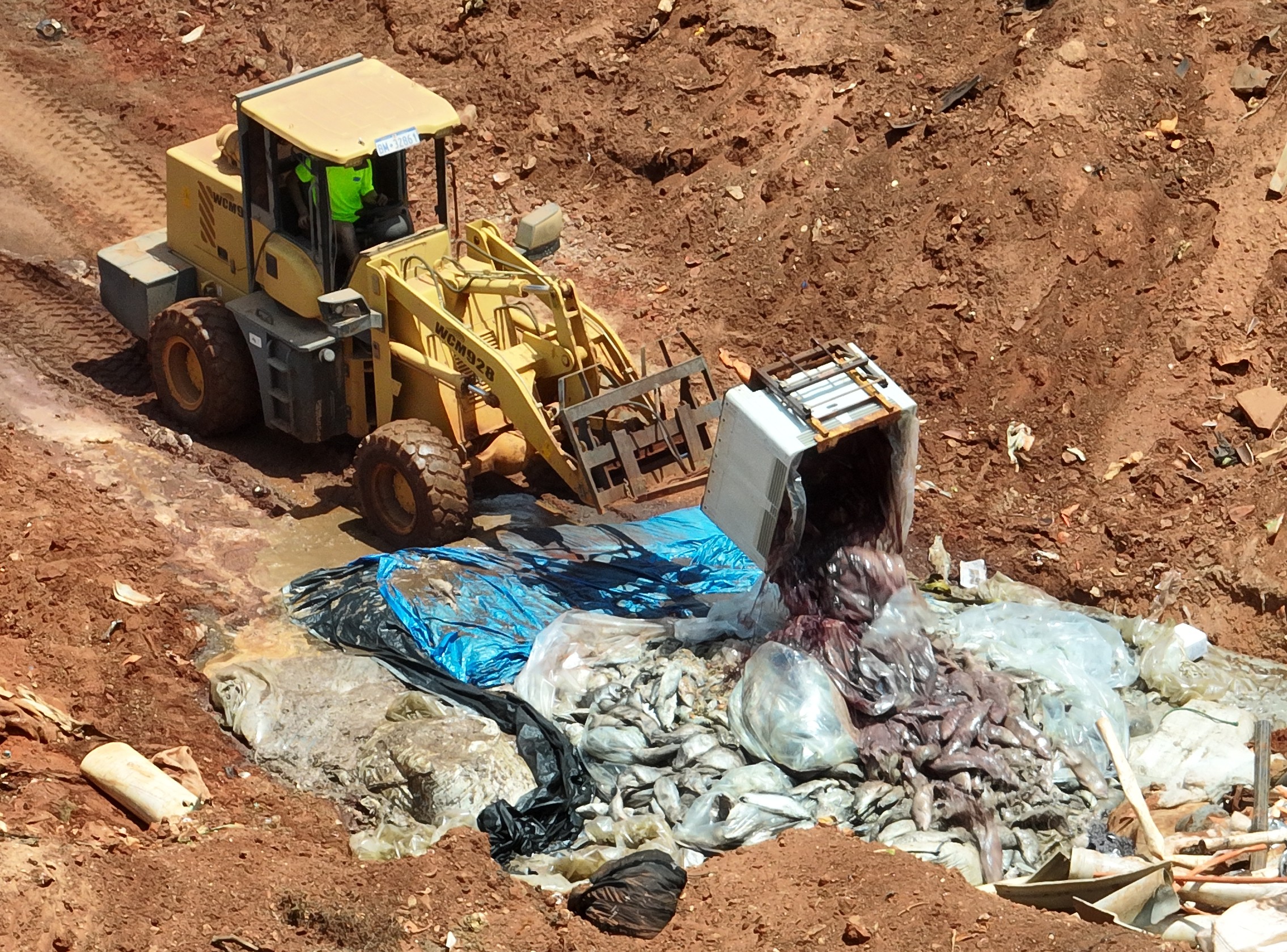 Tassal barramundi being dumped at the Broome tip Tassal barramundi being dumped at the Broome tip