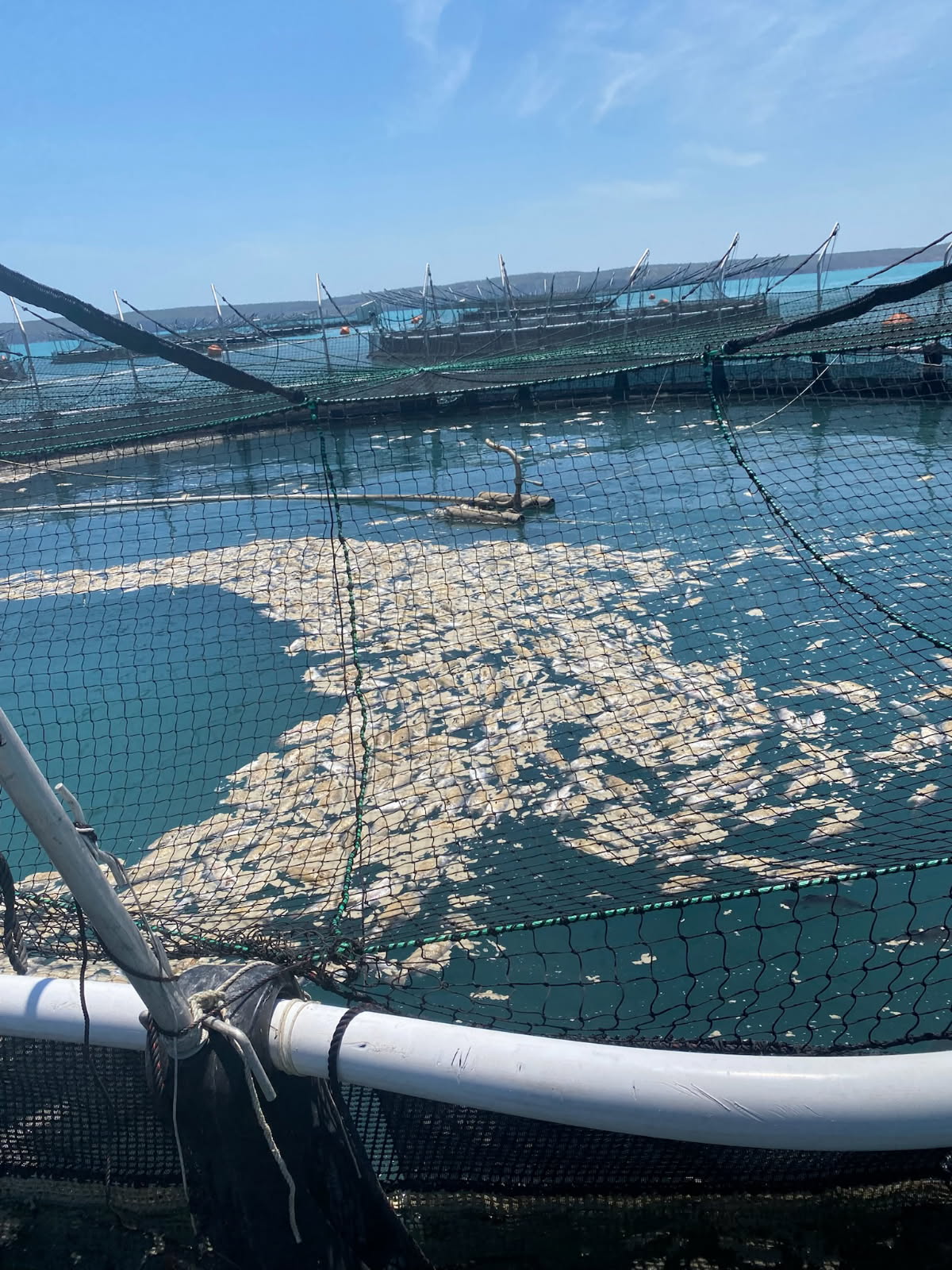 Dead Cone Bay Tassal barramundi Dead Cone Bay Tassal barramundi