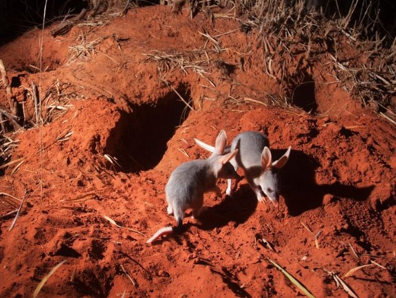 Threatened bilbies by Damian Kelly. Threatened bilbies by Damian Kelly.