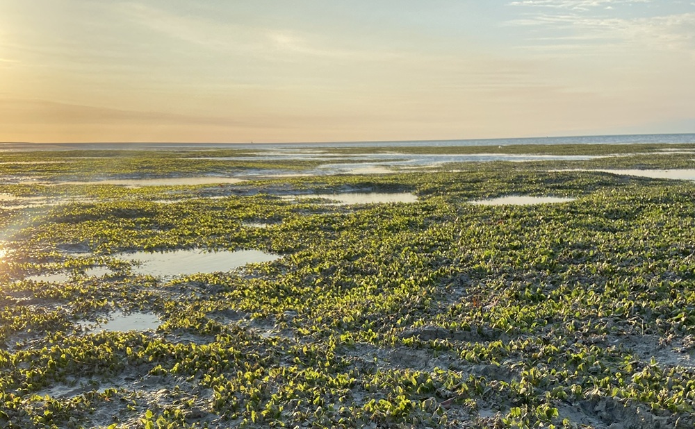 Lush seagrass at low tide Lush seagrass at low tide