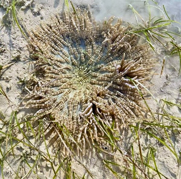Anemone in seagrass Anemone in seagrass