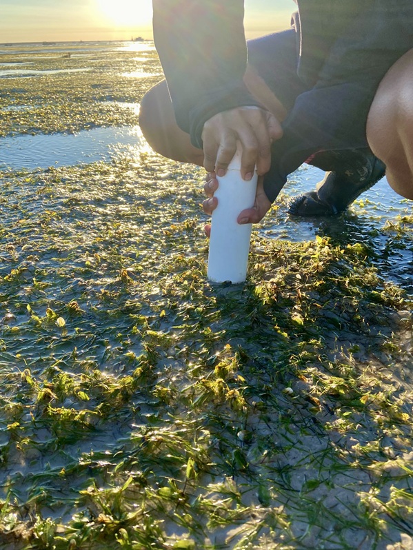 Taking a core sample to monitor seagrass seeds.