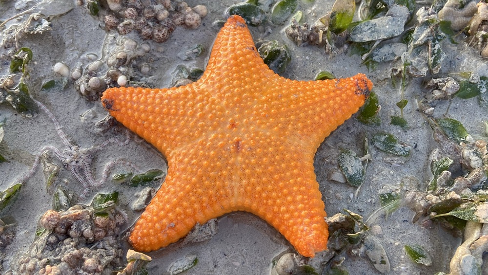 Beautiful starfish in the seagrass Beautiful starfish in the seagrass