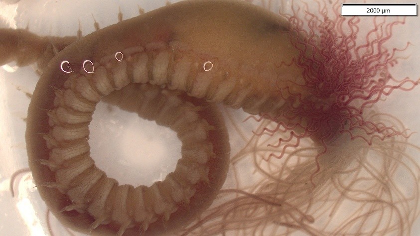 Terebellidae. Photo: Betty Yu, Murdoch University