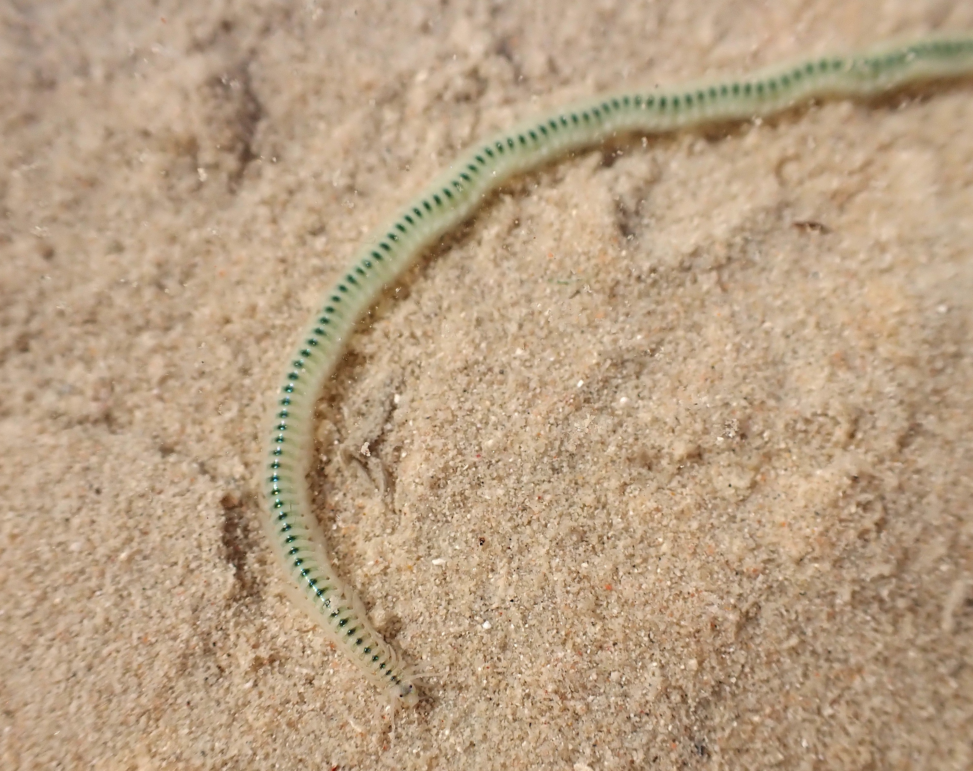 Green paddle worm in Roebuck Bay