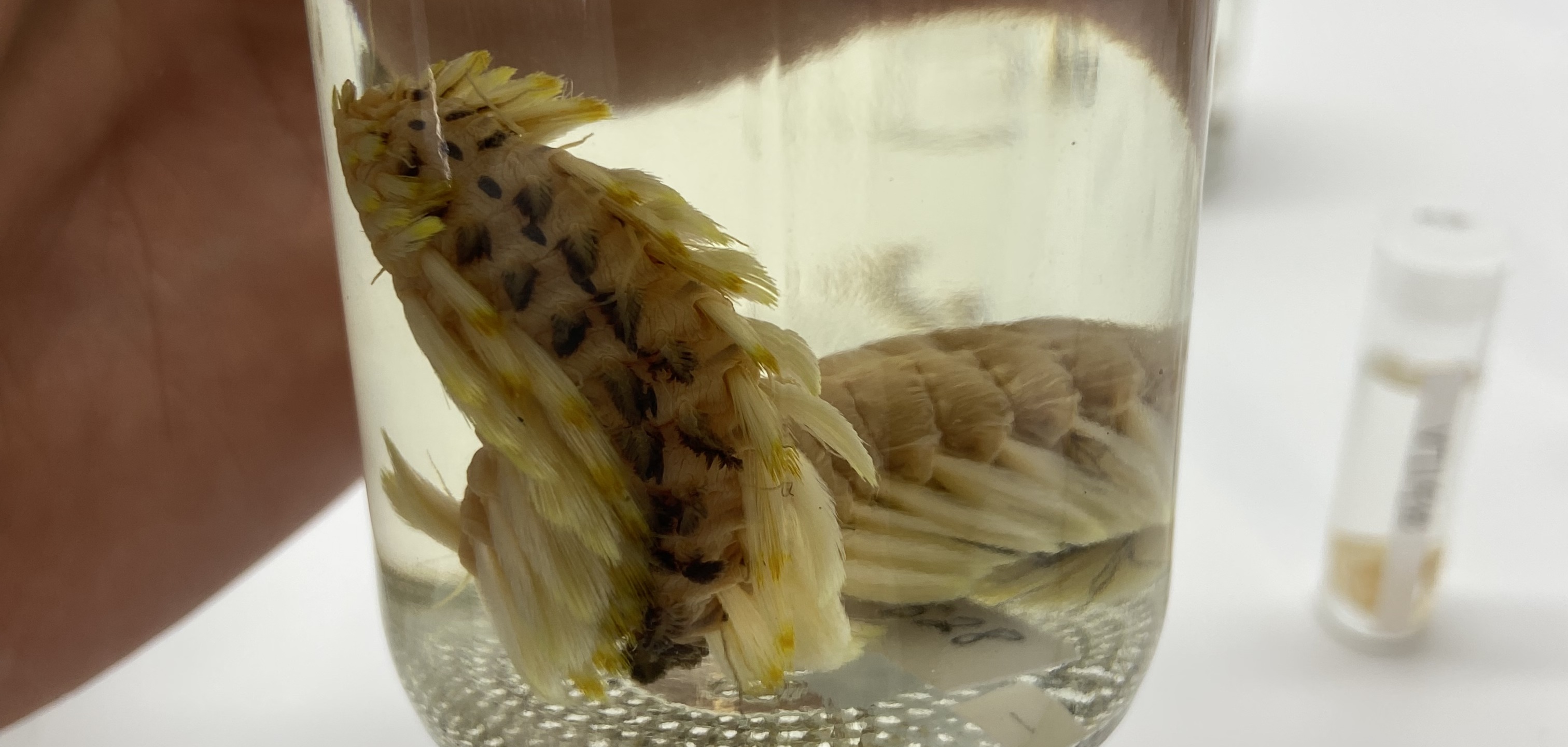 Wonderful worms and seagrass in hot water